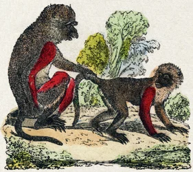 Yarques. Gravur in "Alphabet des animaux sauvages". 9. Serie. Bildersammlung von Epinal, Pellerin, Drucker-Verleger, um 1870. Holzschnitte, schabloniert. 16 Seiten. Dim: 20 x 15 cm. Private Sammlung