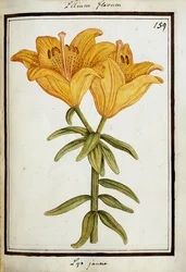 Gelbe Lilie, ca. 1700