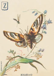 Zickzack (Lymantria dispar oder Schwammspinner)
