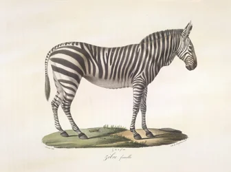 Weibliches Zebra, aus Histoire Naturelle des Mammifères