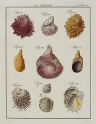 Muscheln: Chamae, Pinnae, aus Neues systematisches Conchylien-Cabinet, 1784