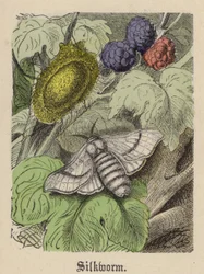 Seidenraupe (farbiger Stich)