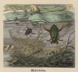 Wasser-Käfer