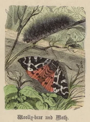 Bärenspinner und Motte (kolorierte Gravur)