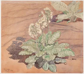 Wachsende Schlüsselblumen im Sonnenschein