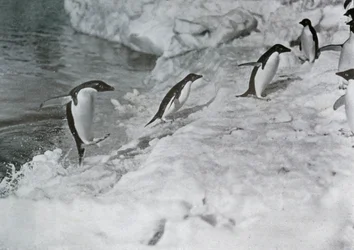 Pinguine springen auf den Eisfuß, ca. 1911, 1913