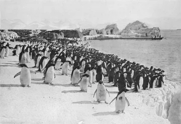 Pinguinparade, ca. 1911, 1913