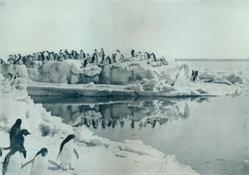 Pinguine auf Eisfuß, ca. 1911, 1913