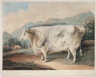 Die Yorkshire-Rose, graviert von C. Turner, 1838