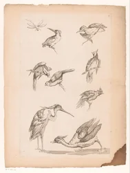 Acht chinesische Vögel, darunter Eisvögel, ein Reiher, eine Ente und eine Libelle