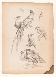 Acht chinesische Vögel, darunter möglicherweise Paradiesvögel