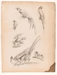 Negen Chinese vogels