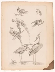 Sieben chinesische Vögel, darunter Reiher und Papageien