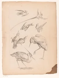 Neun chinesische Vögel, darunter ein Reiher und möglicherweise Paradiesvögel