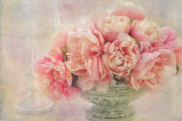 Romantische rosa Pfingstrosen