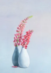 Weiche rosa Lupinenvasen