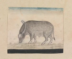 Ein Wasserbüffel