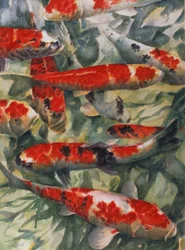 Koi-Karpfen