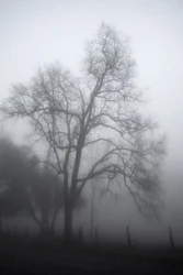 Mysteriöser Nebeliger Baum