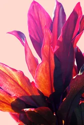 Lebendiges Rosa Laub