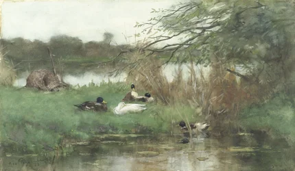 Enten am Wasser