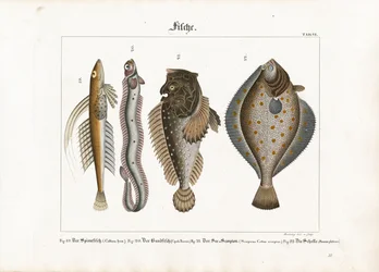 Meeresfische: Leierfisch, Rotbandfisch, Skorpionfisch und Scholle