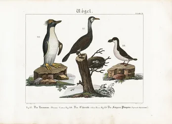 Seevoegel: Großer Kormoran, Eissturmvogel und Macaroni-Pinguin