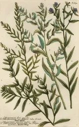 Gromwell-Arten, Lithospermum-Arten