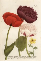 Schlafmohn-Arten, Papaver somniferum, und Anemone mexicana