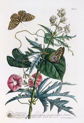 1. Abutilon, 2. Convolvulus, handkolorierter Stich
