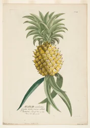 Ananas sativus, Ananas, ca. 1740-1770