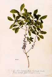 Myrte