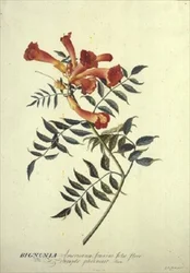Bignonia americana, Aquarell