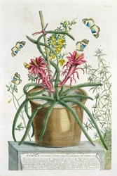 Cereus Minimus, ca. 1745