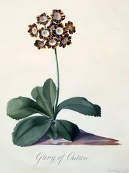 Glory of Chilton, ca. 1745, handkolorierter Stich