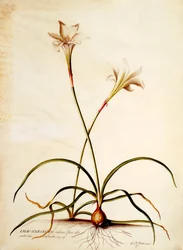 Lilio Narcissus, ca. 1745