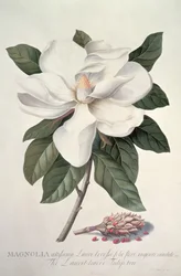 Magnolie