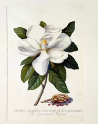 Magnolia Grandiflora, handkolorierter Stich