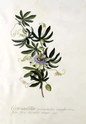 Passionsblume