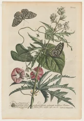 Seltene Pflanzen und Schmetterlinge: Nr. 7