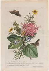 Plantae et papiliones rariores: Nr. 9