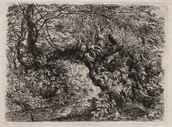 Die alte Weide an einem Bach