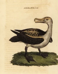 Schwarzbrauenalbatros, Thalassarche melanophris