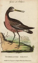 Uferschnepfe, Limosa limosa