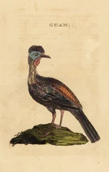Hokko, Penelope purpurascens