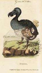 Ausgestorbener Dodo, Raphus cucullatus (Didus ineptus)