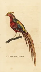 Goldfasan, Chrysolophus pictus