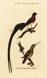 Langschwanz-Paradieswitwe, Vidua paradisaea und Rostkolibri, Selasphorus rufus