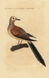 Carolinataube, Zenaida macroura