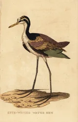 Blasshals-Jacana, Jacana jacana